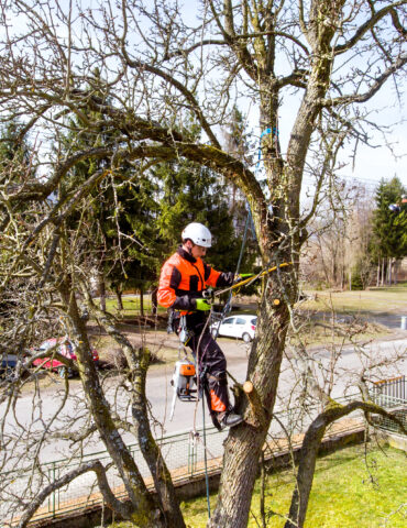Serviços contínuos de poda de árvores, preventivos e de emergência, em redes de distribuição de energia elétrica